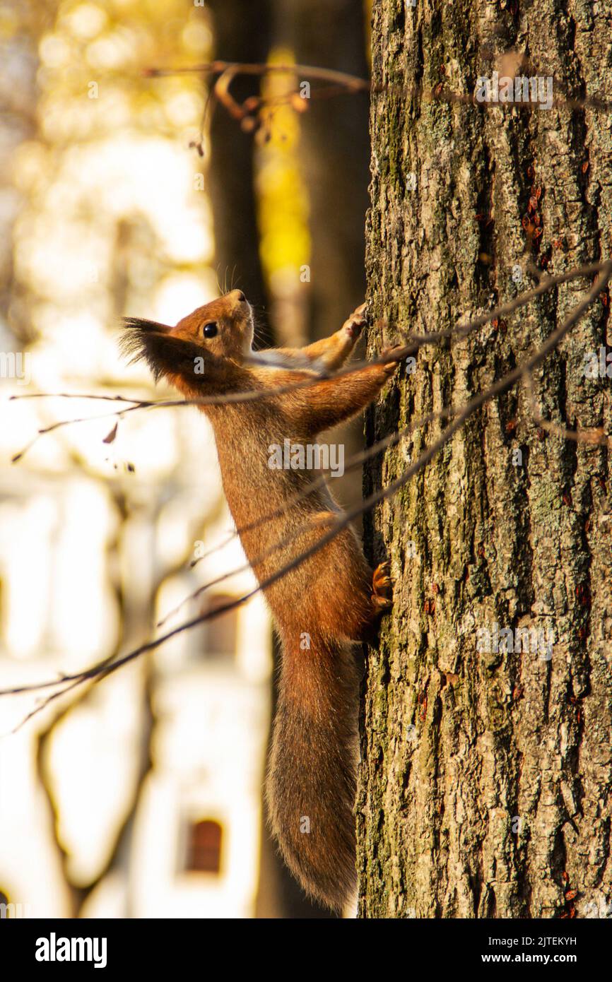 Sciurus. Rongeur. Magnifique écureuil sur un arbre Banque D'Images