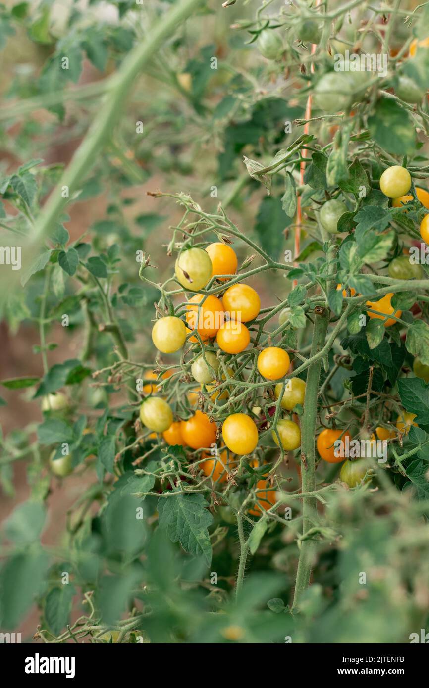 Les tomates cerises jaunes poussent sur des branches dans une serre Banque D'Images