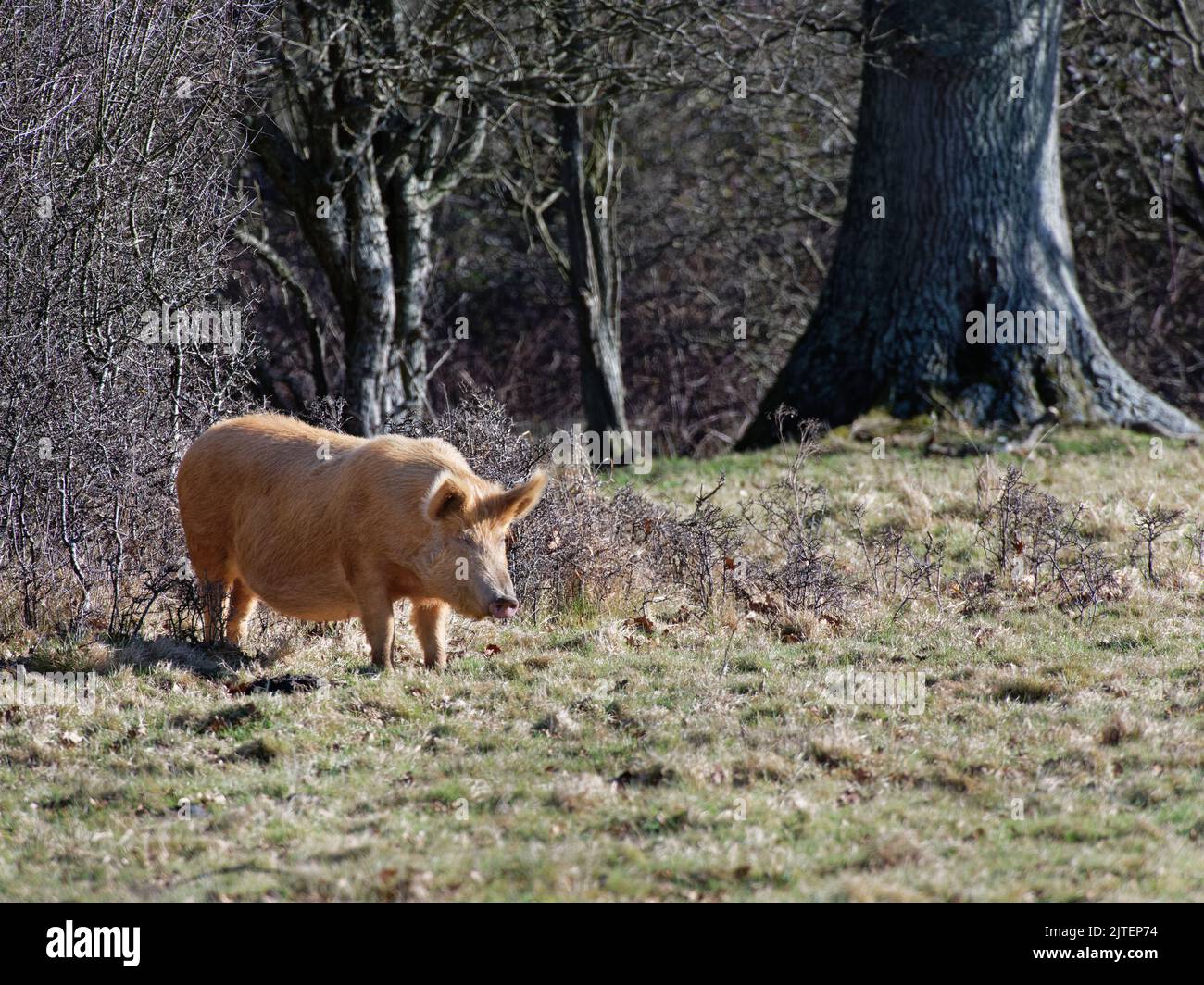 Tamworth Pig (sus domesticus) debout dans les prairies sur un bord de bois, Knepp Estate, Sussex, Royaume-Uni, février. Banque D'Images