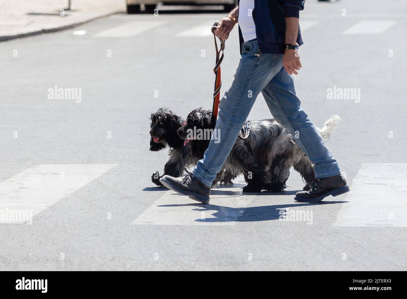 homme avec deux chiens traversant une rue de la ville Banque D'Images