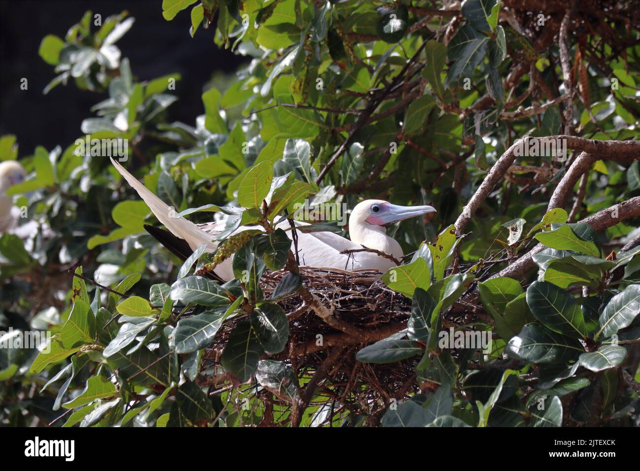 Atoba, oiseau libre trouvé sur l'île de Fernando de Noronha, côte brésilienne, état de Pernambuco, Brésil, août, 2022 Banque D'Images