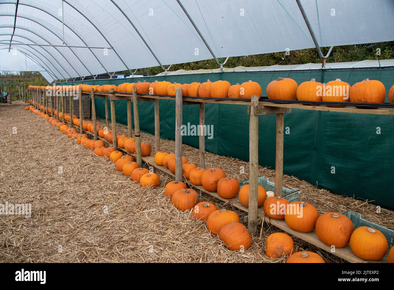 citrouilles merci de donner l'automne et halloween sur la ferme de citrouilles Banque D'Images