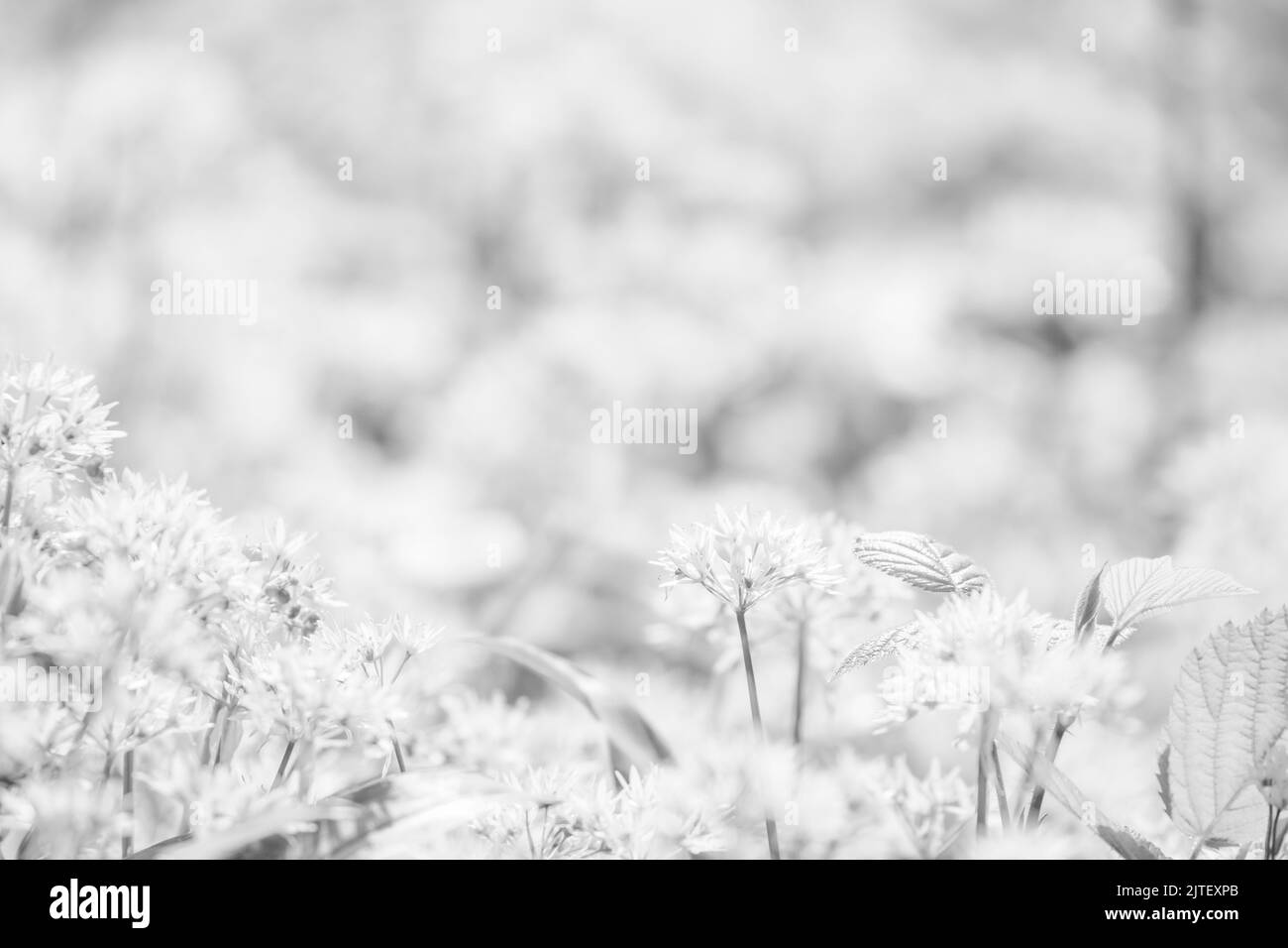 Un tapis de fleurs d'ail blanc sauvage Allium ursinum en monochrome, Royaume-Uni Banque D'Images