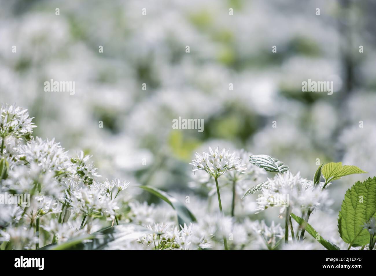 Un tapis de fleurs d'ail blanc sauvage Allium ursinum, Royaume-Uni Banque D'Images