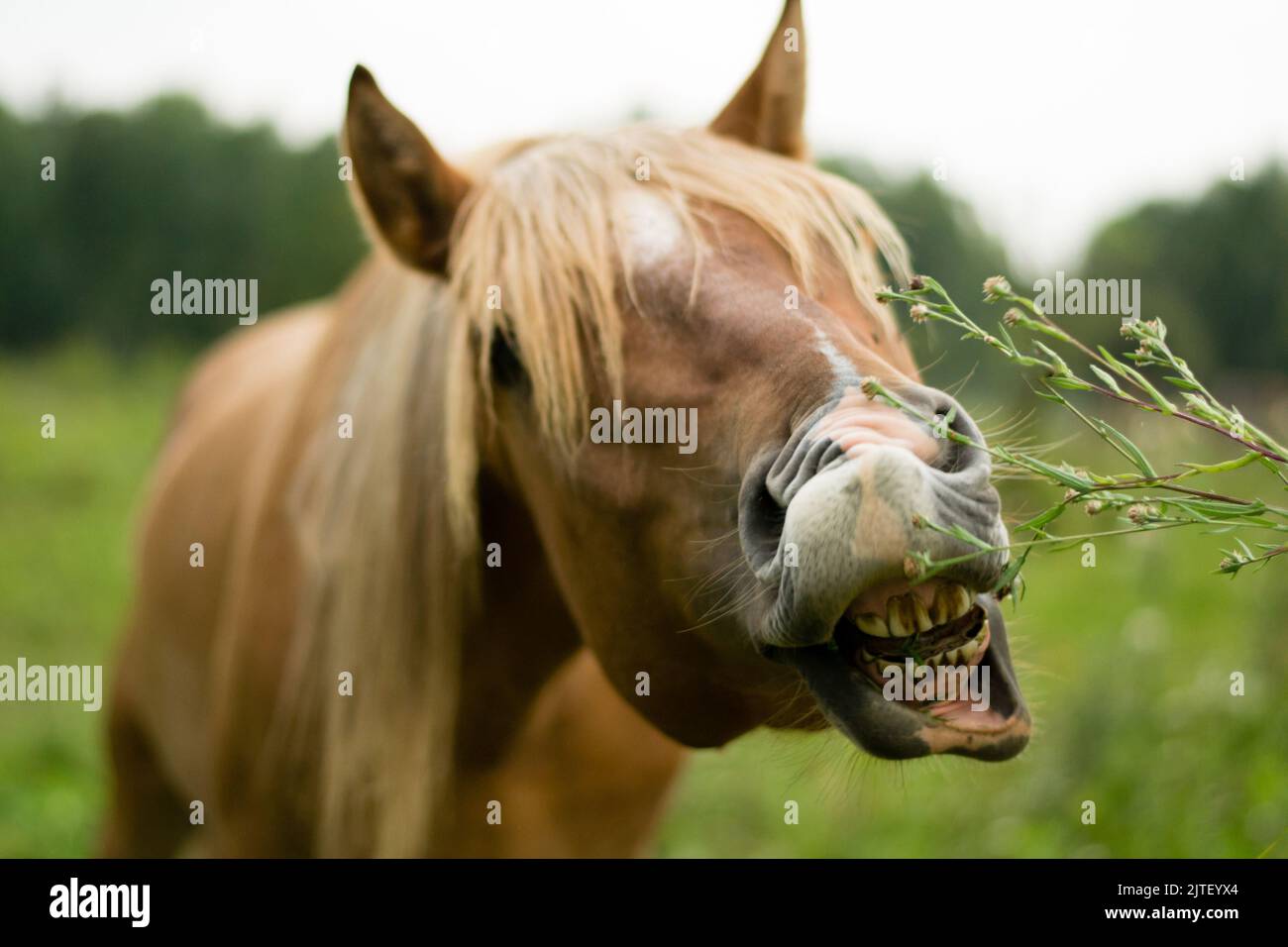 chevaux brun arabe dans le champ Banque D'Images