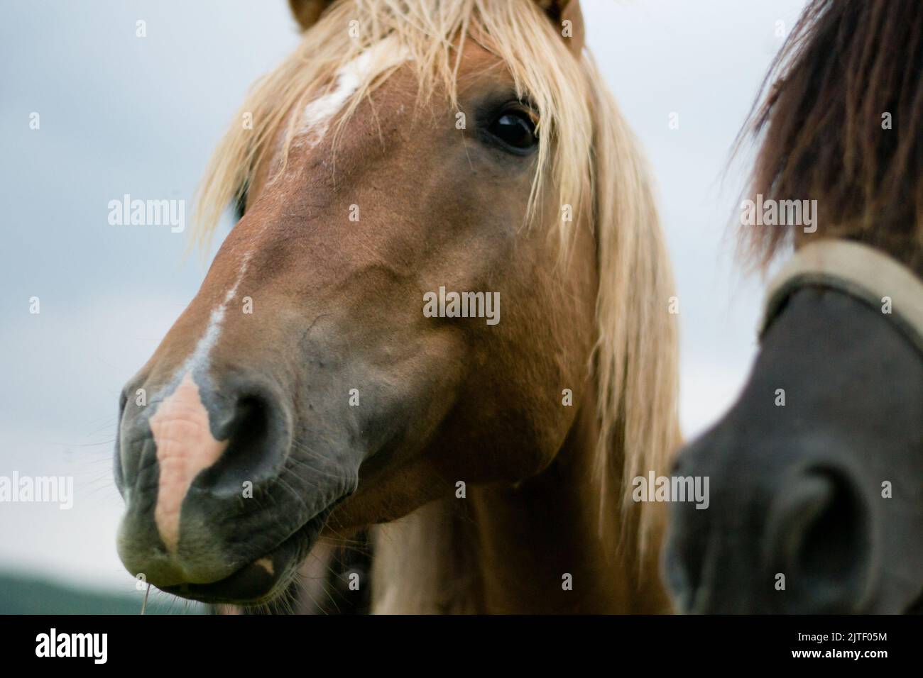 chevaux brun arabe dans le champ Banque D'Images