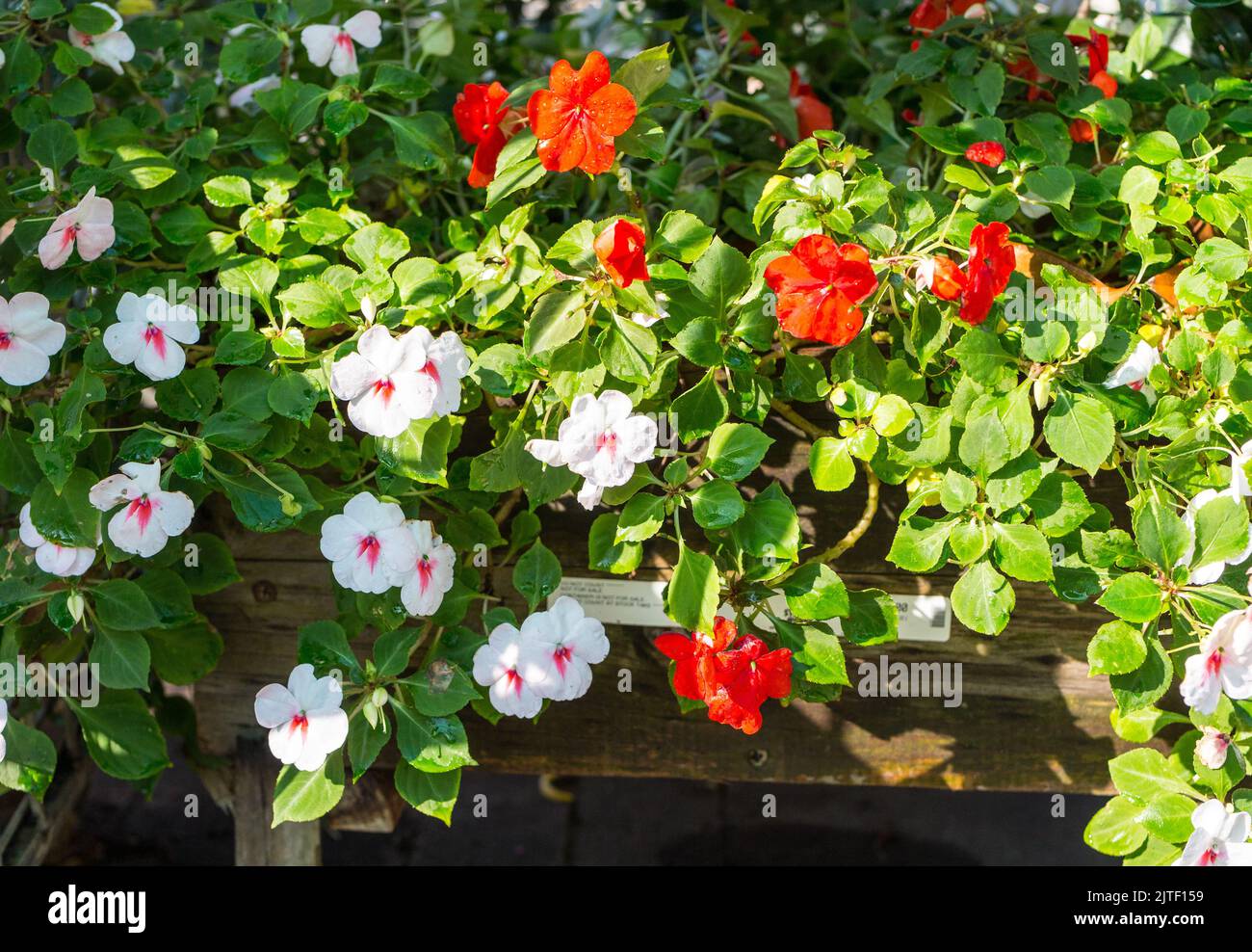Les fleurs d'Impatiens fleurissent sur une plante dans un conteneur fermé concept jardinage et horticulture Banque D'Images