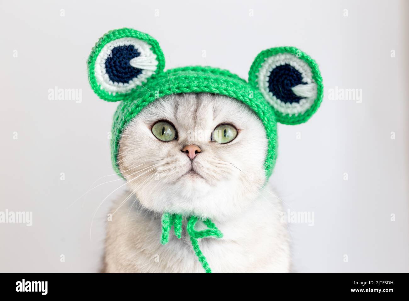 un chat blanc drôle assis dans un chapeau tricoté vert sous forme de grenouille Banque D'Images