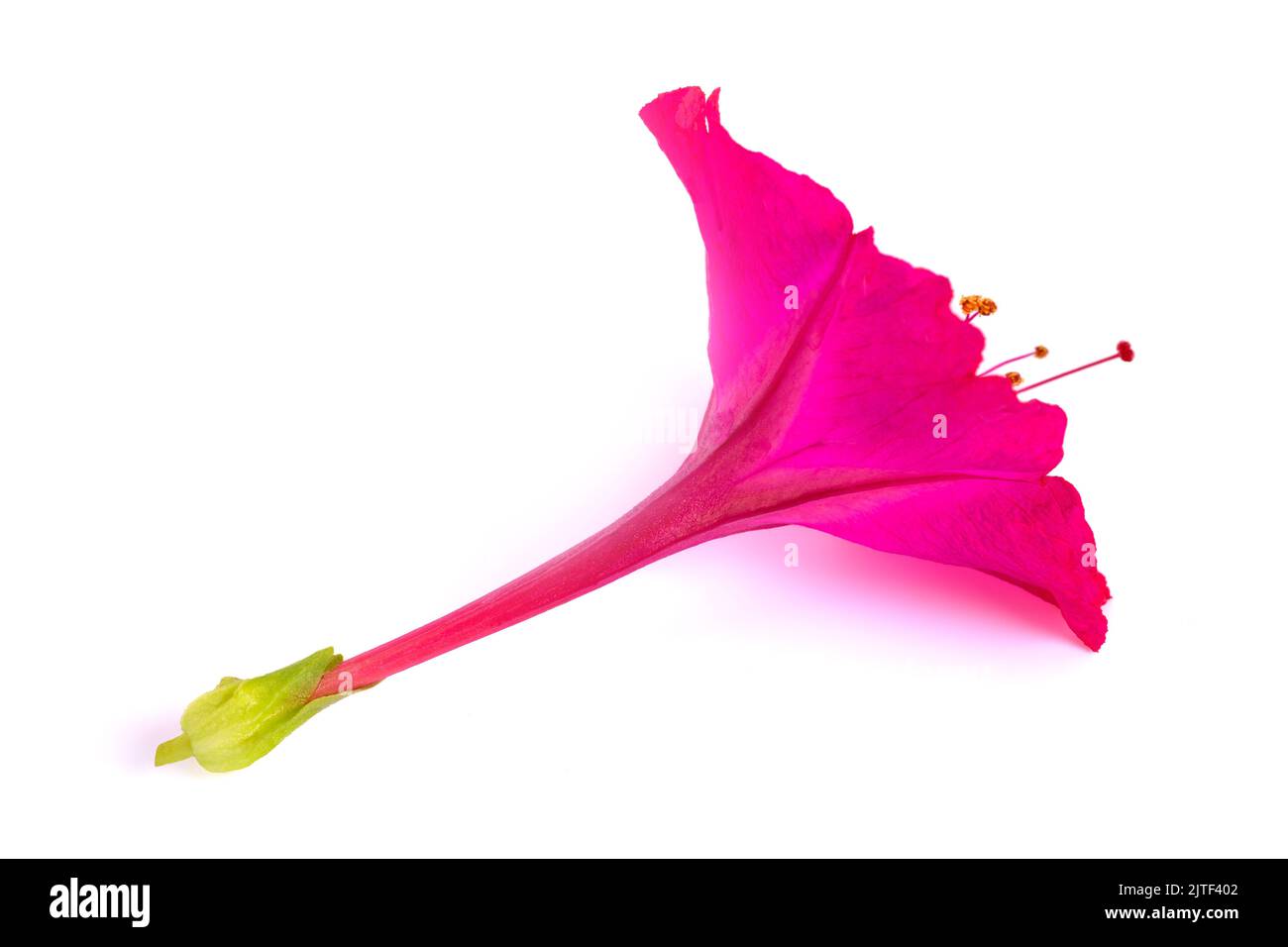 Fleur rose de quatre heures isolée sur fond blanc Banque D'Images