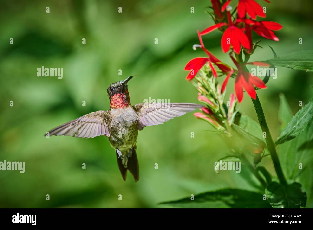 Colibri adulte mâle à gorge rubis (rchilochus colubris) se nourrissant d'une fleur cardinale (Lobelia cardinalis). Banque D'Images