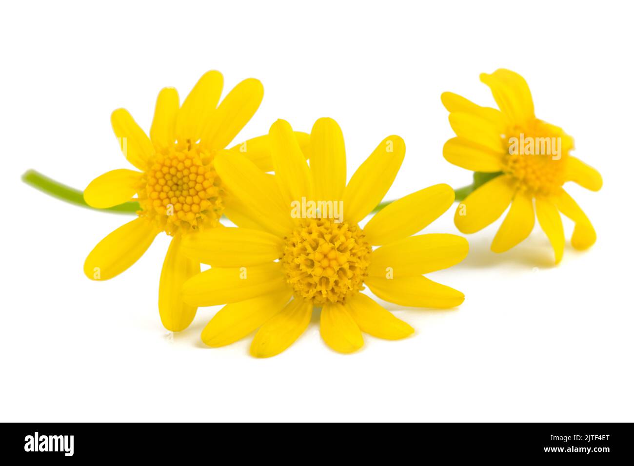 Fleurs de Jacobaea vulgaris isolées sur fond blanc Banque D'Images