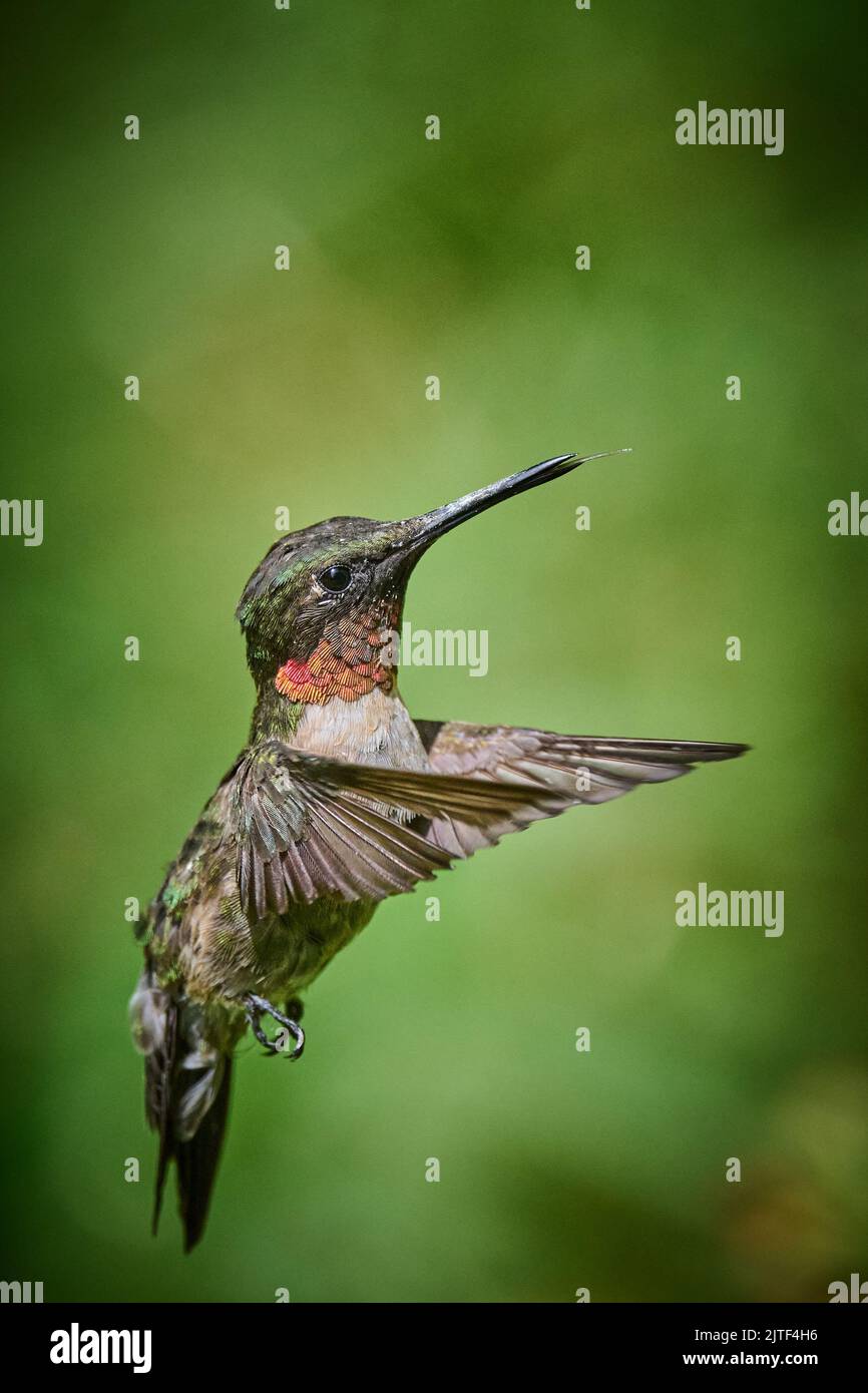 Hummingbird adulte mâle à gorge rubis (rchilochus colubris). Banque D'Images
