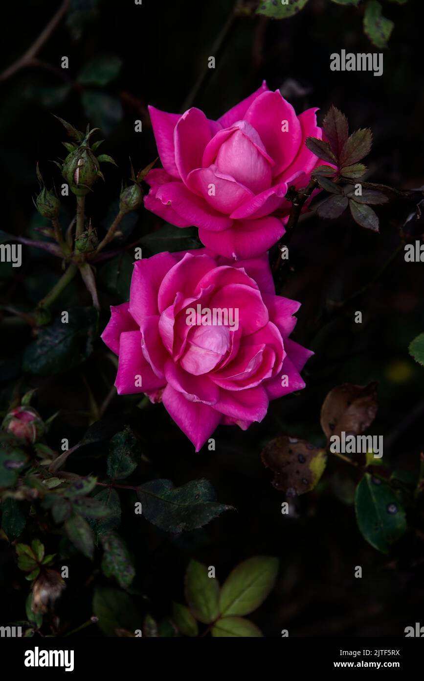 Des roses fraîches fleurissent sur un buisson à fleurs Banque D'Images
