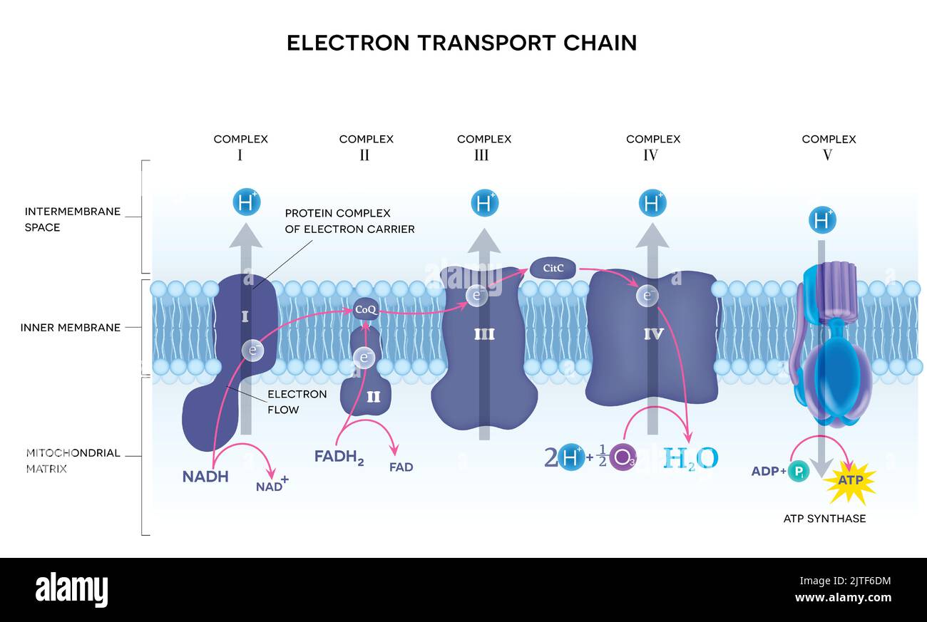 Une chaîne de transport d'électrons, la phosphorylation oxydative, le stade final de la respiration cellulaire. Il se produit dans la membrane mitochondriale interne Illustration de Vecteur