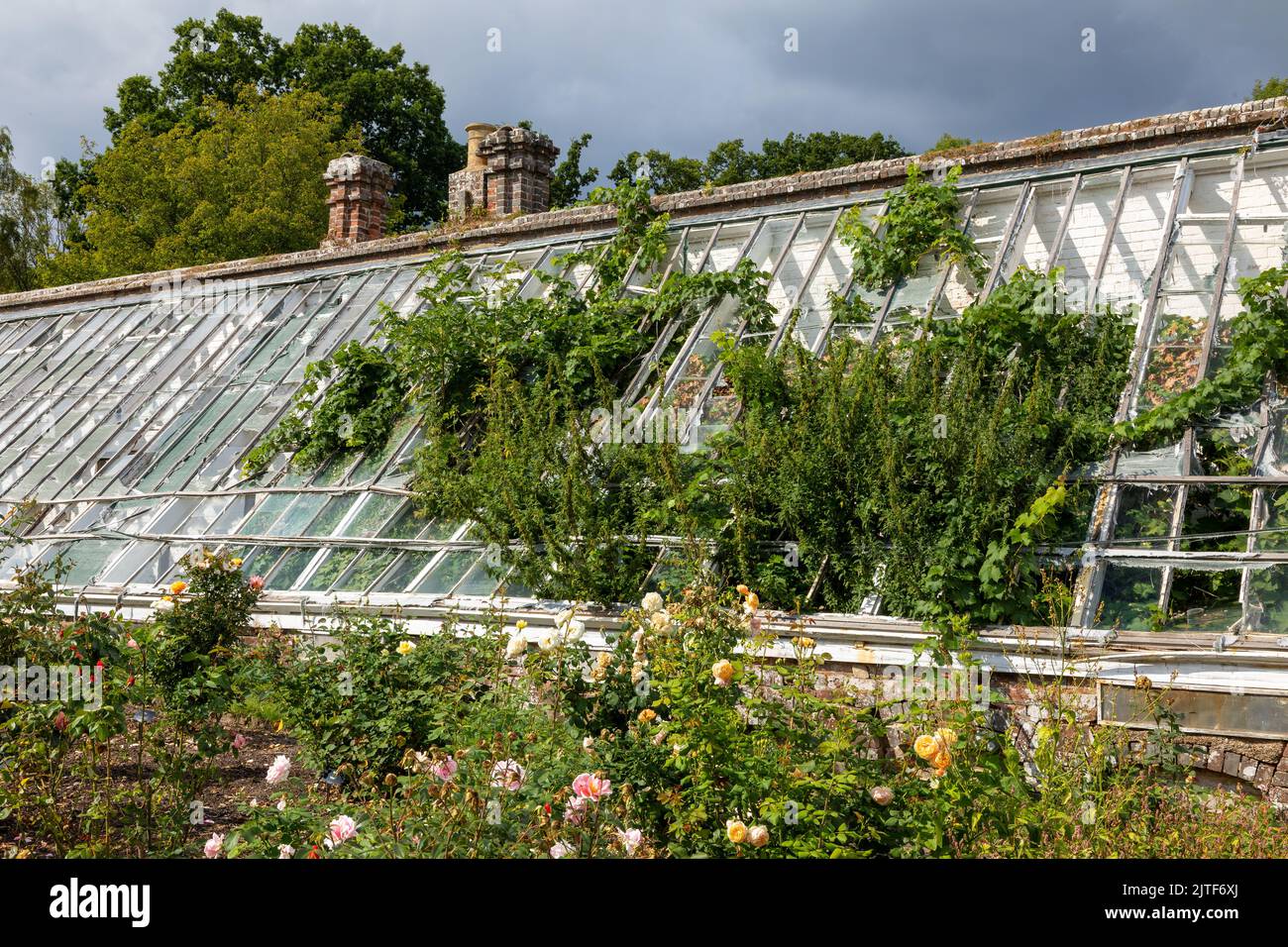 AM serre surcultivée dans le jardin clos au château de Scotney et jardins, Kent. Géré par la National Trust Banque D'Images