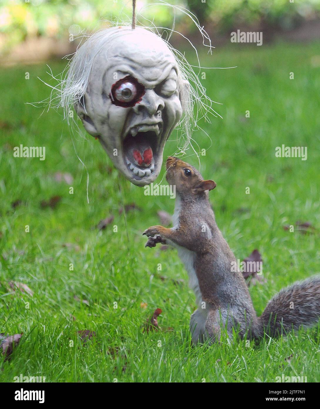 Tufty va noix au sujet de Halloween et ne peut pas attendre le truc ou le traitement pour commencer. L'écureuil gris est arrivé tôt pour la fête d'Halloween chez Vicky Freeman à Fareham, Hants. La grand-mère de 54 ans a déclaré : « Je raccroche toujours des trucs dans mon jardin pour les enfants à Halloween, mais j'ai été surpris de voir un écureuil tellement fasciné par le crâne macabre qu'il semble vraiment effrayant ». PHOTO MIKE WALKER, PHOTOS MIKE WALKER, 2012 Banque D'Images