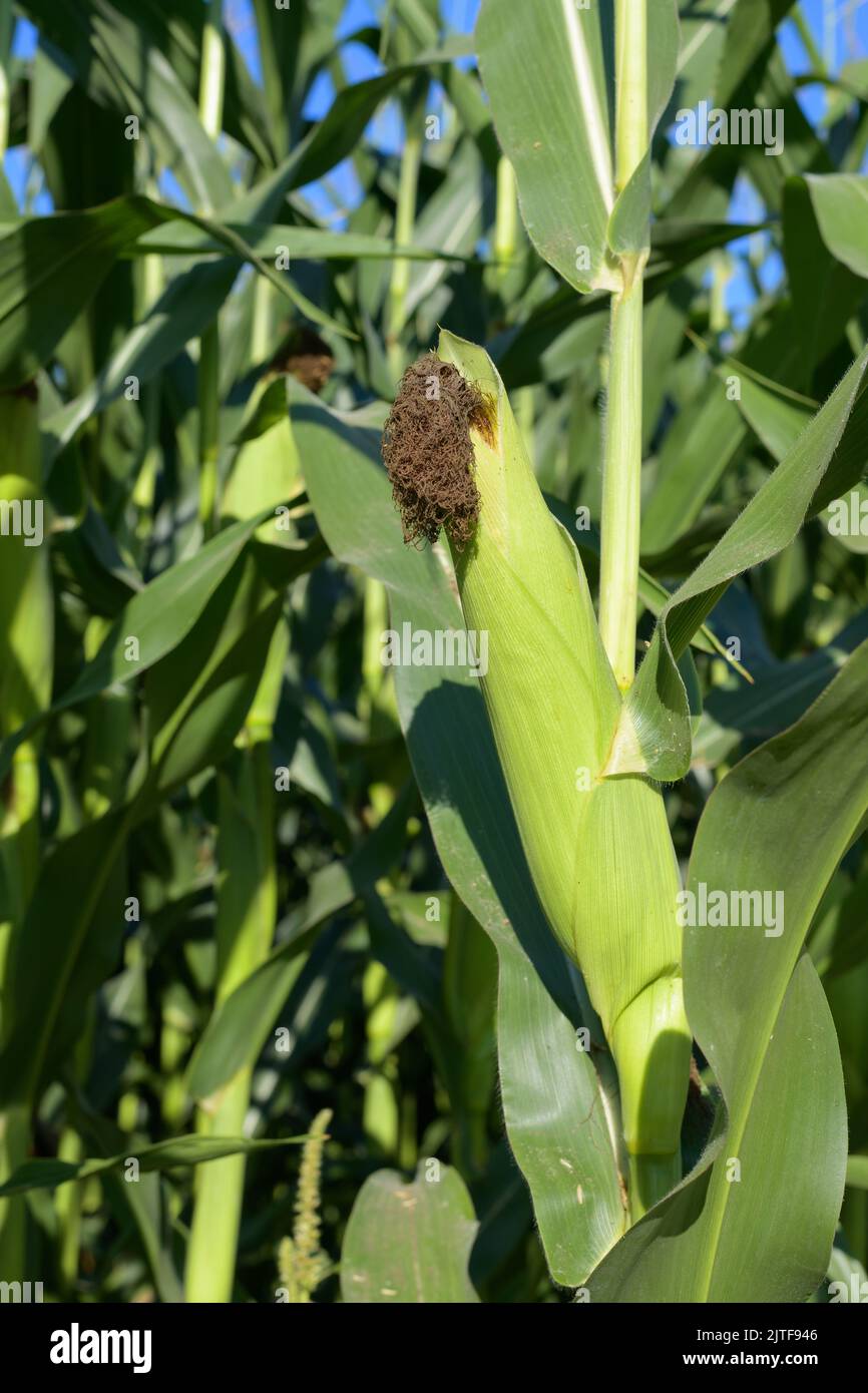 Épis verts de maïs cultivé à la fin de l'été dans l'ouest de Washington Banque D'Images