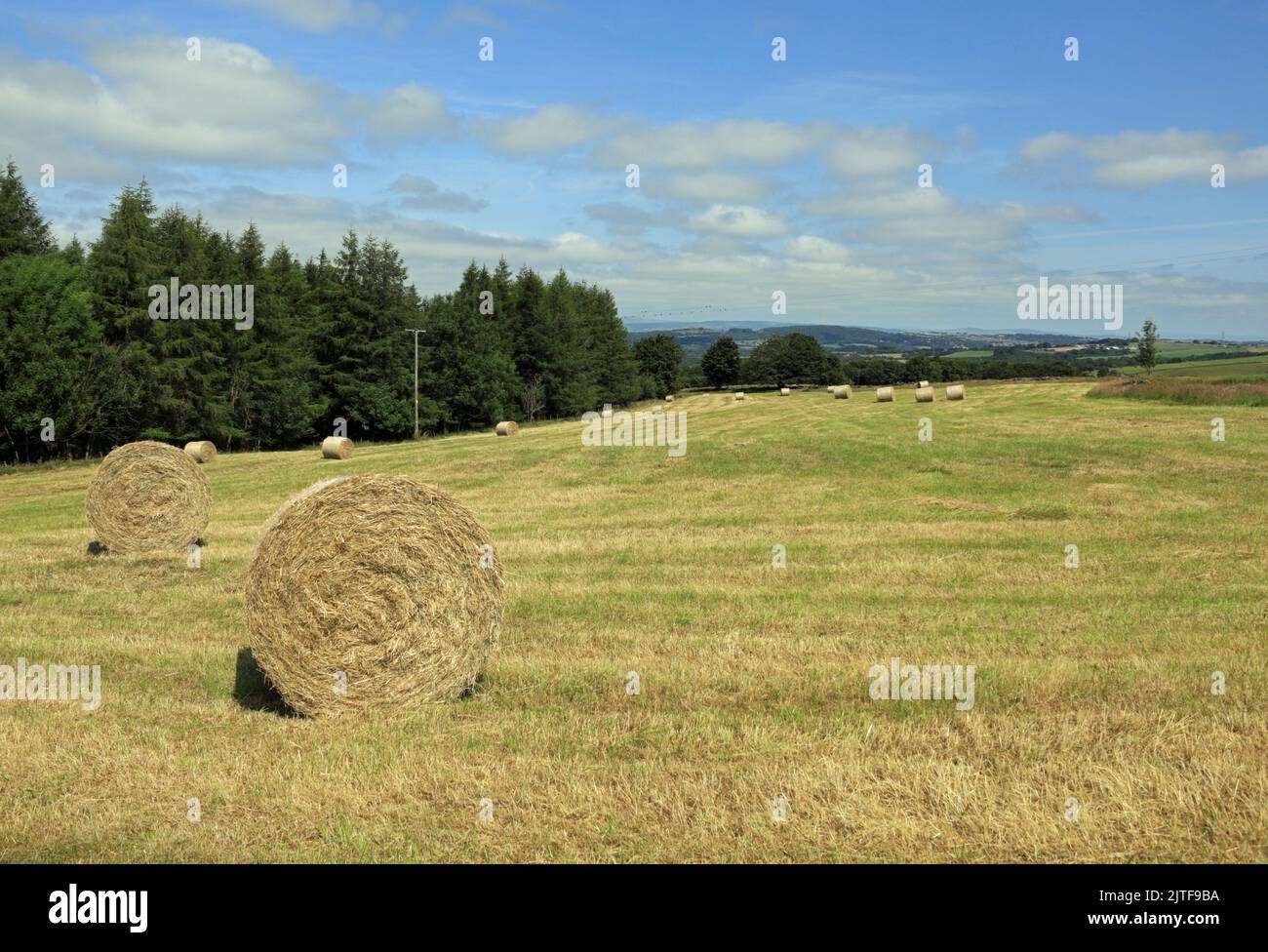 Balles de foin dans un champ par Roddlesworth Moor sur le bord de Witnell Moor près de Brinscanl Lancashire Angleterre Banque D'Images