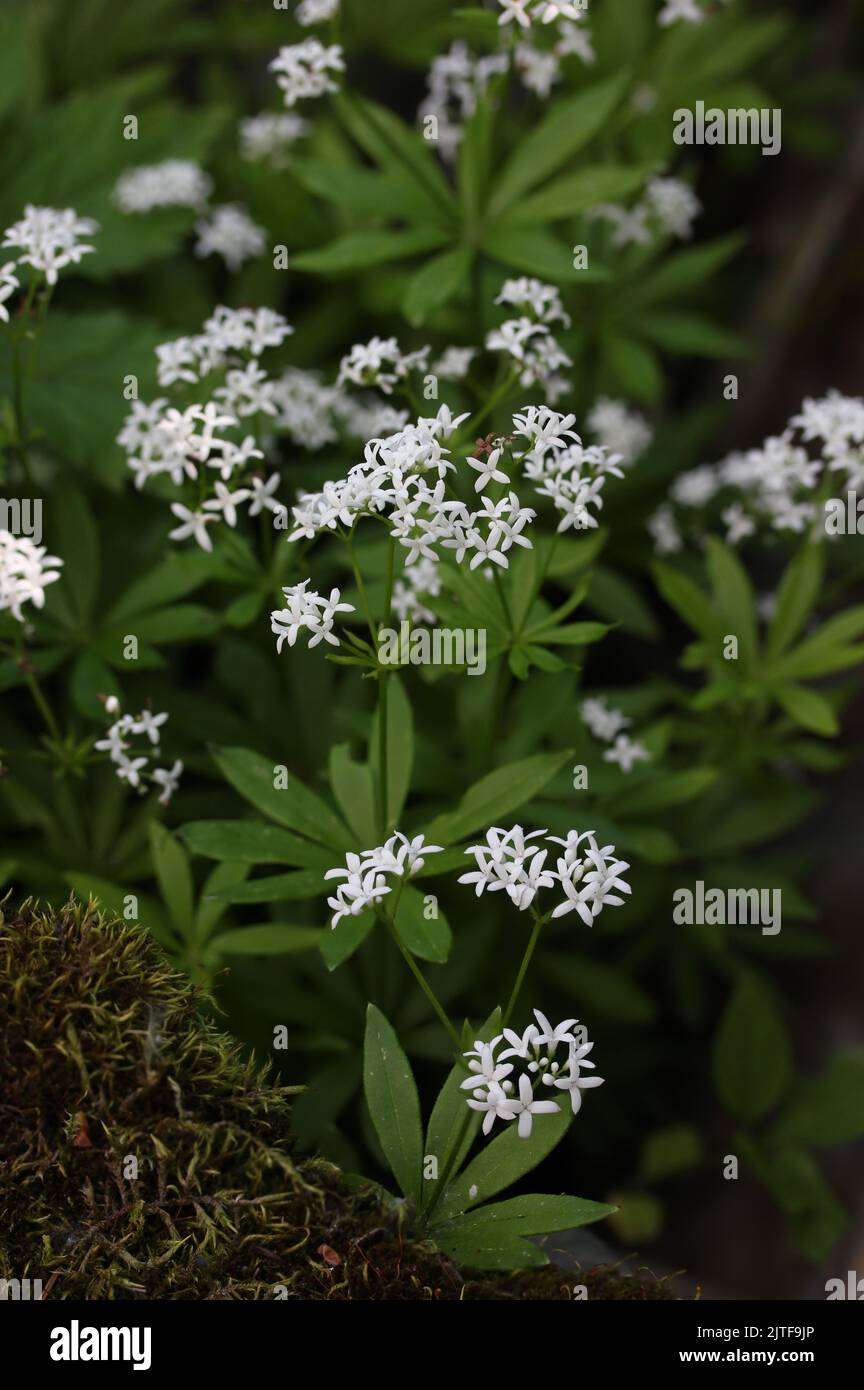 Doux Woodruff (Galium odoratum) fleur blanche en fleurs dans un jardin botanique, Lituanie Banque D'Images