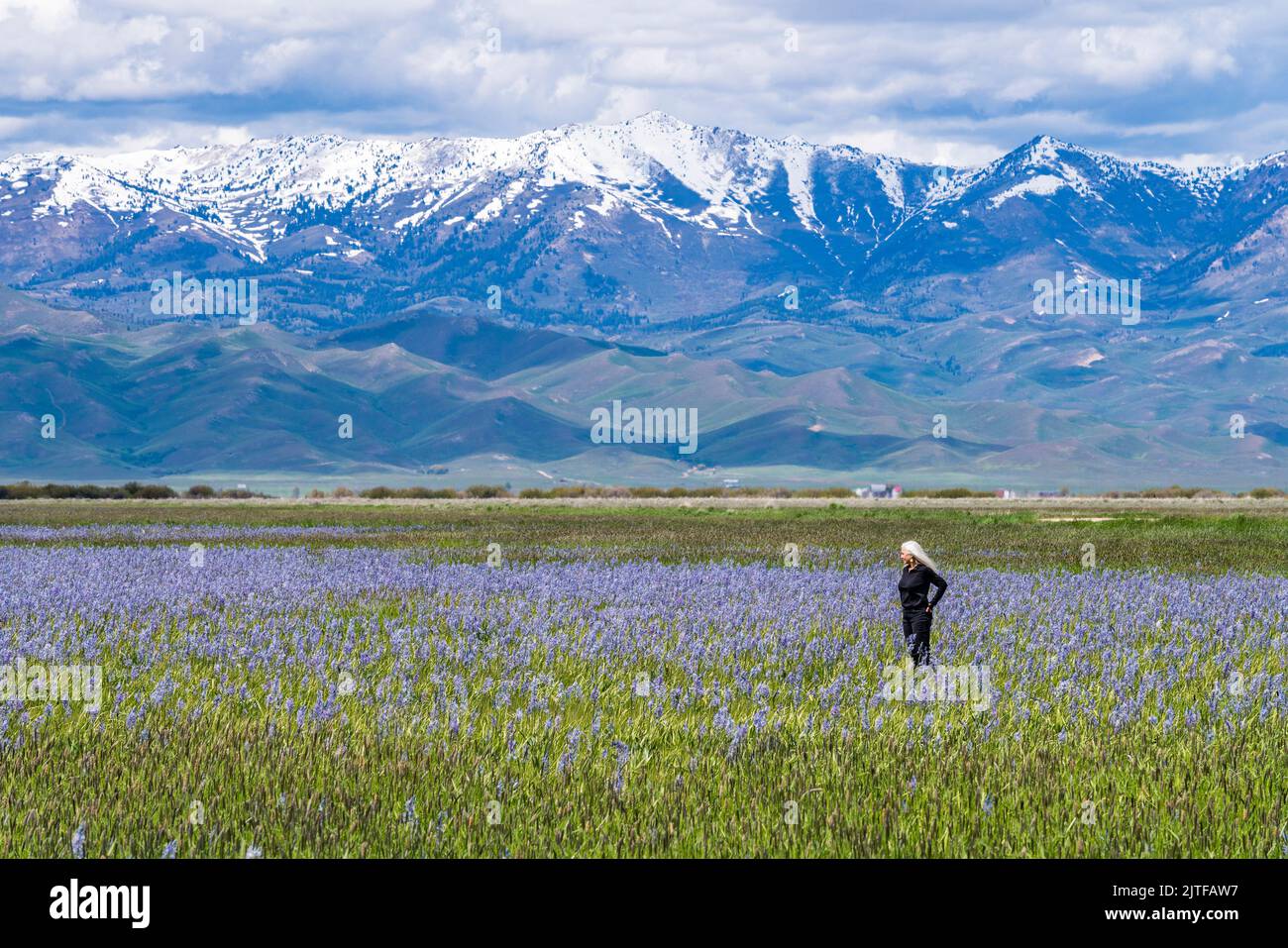 États-Unis, Idaho, Fairfield, femme sénior debout dans le champ de camas lys avec Soldier Mountain en arrière-plan Banque D'Images
