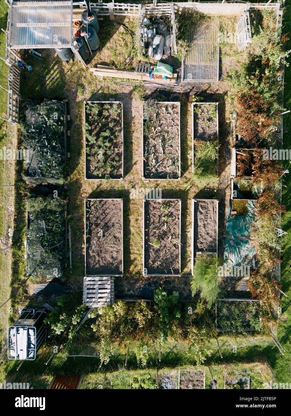 Vue aérienne des allocations de légumes de jardinage Banque D'Images