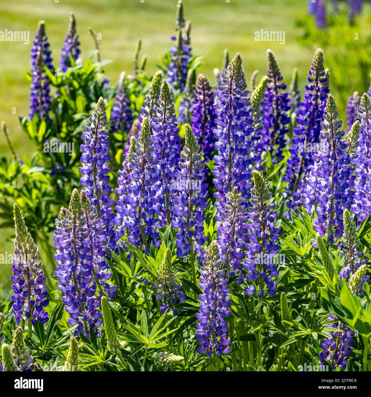 Lupin fleurit au début de l'été dans Sun Valley Banque D'Images