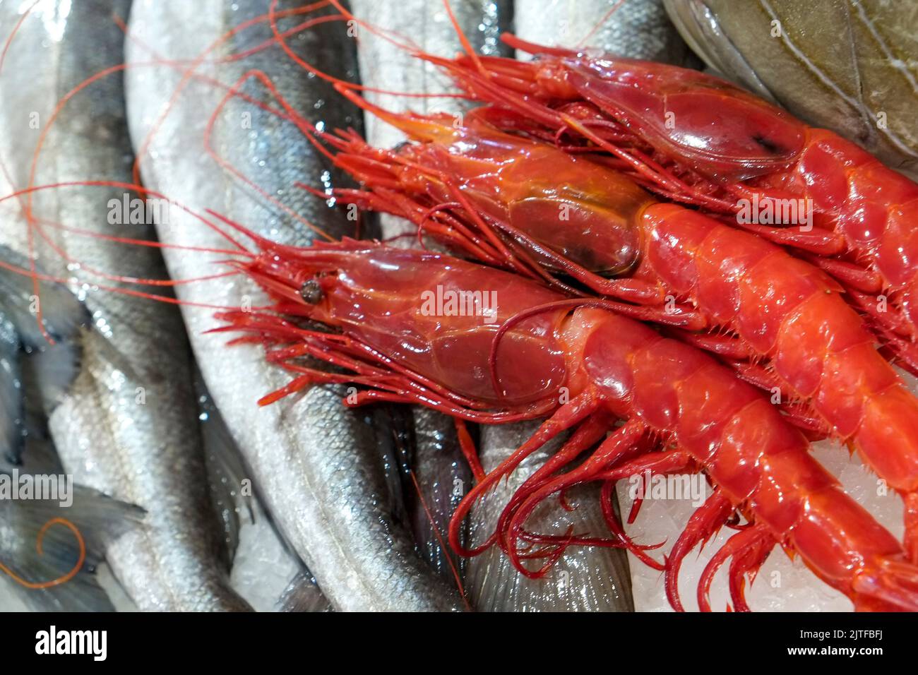 Portugal, Lisbonne, fruits de mer sur le marché agricole local Banque D'Images