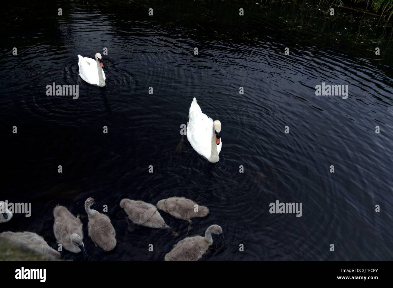 Deux cygnes muets adultes et sept cygnets dans la réserve naturelle des zones humides de la baie de Cardiff. Baie de Cardiff 2022. Cygnus olor Banque D'Images