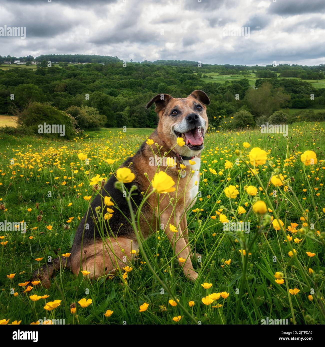 Chien senior assis dans un domaine de buttercups à l'air heureux, Yorkshire, Angleterre, Royaume-Uni Banque D'Images