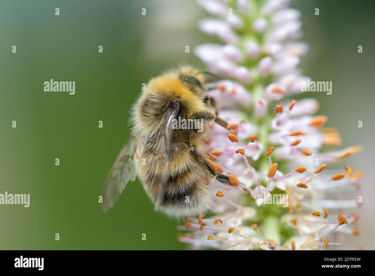 Carde commun Bee (Bombus pascuorum) Banque D'Images
