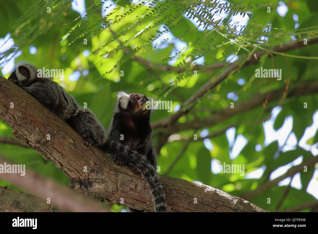 Petit singe originaire des régions de la forêt atlantique vu au-dessus d'un mur près de Maceio, Alagoas, Brésil. Également connu sous le nom de Mico Estrela. Banque D'Images
