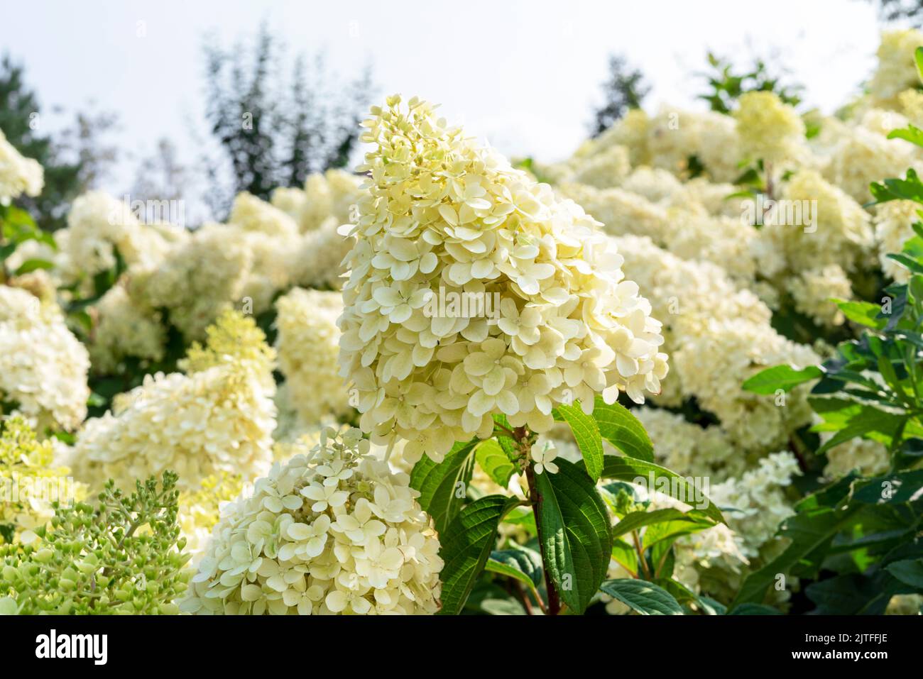 Annabelle Hydrangea fleurs blanches jaunes Hydrangea macrophylla fleurs gros plan arbustes Hydrangea arborescens fleurs jardinage Banque D'Images