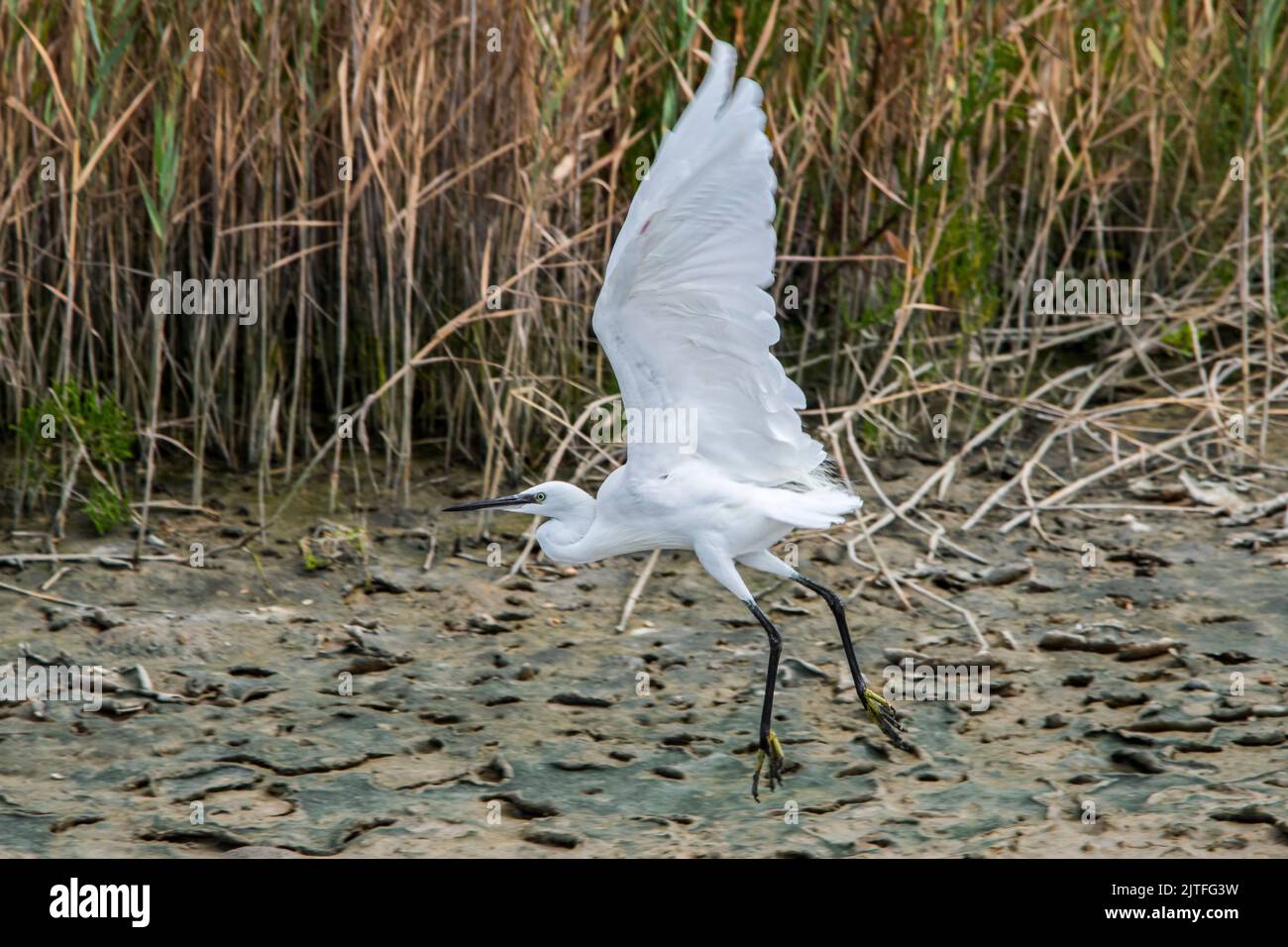 Petit aigrette (Egretta garzetta) décollage de la rive du lac / étang en été Banque D'Images