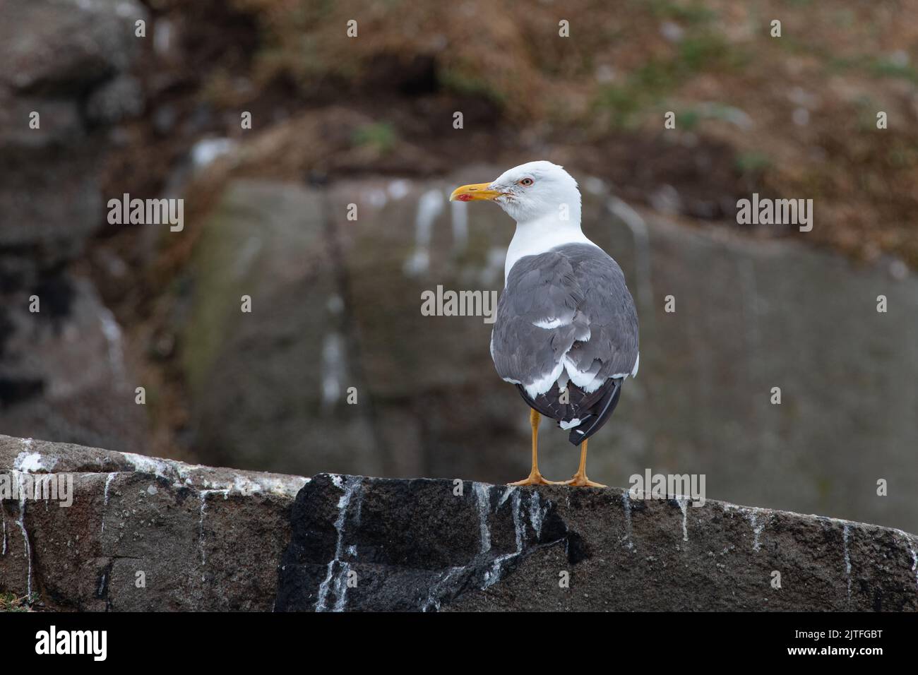 Mouette à dos noir (Larus fuscus), île de mai, Firth of Forth, Écosse, Royaume-Uni Banque D'Images