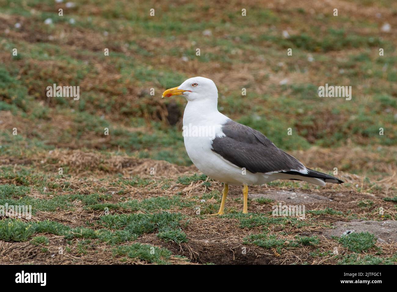 Mouette à dos noir (Larus fuscus), île de mai, Firth of Forth, Écosse, Royaume-Uni Banque D'Images