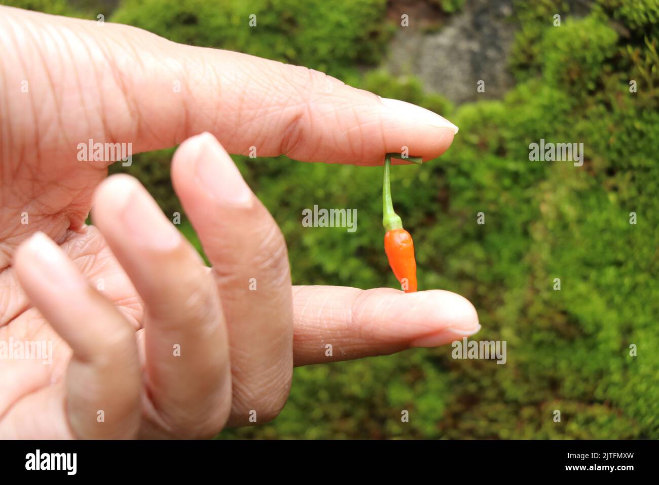 Piment rouge pour les yeux d'oiseau tenu à la main sur un fond d'algues vertes Banque D'Images