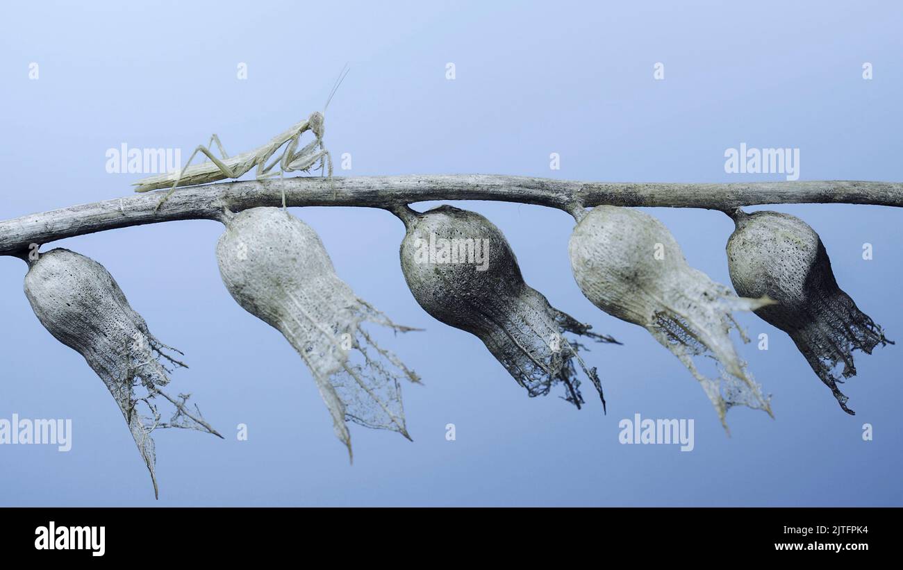 Gros plan de la petite mante de prière se trouve sur des fleurs sèches de henbane sur fond bleu ciel. La femelle de la mante de prière de Crimée (Ameles heldreichi) sur le henbane noir Banque D'Images