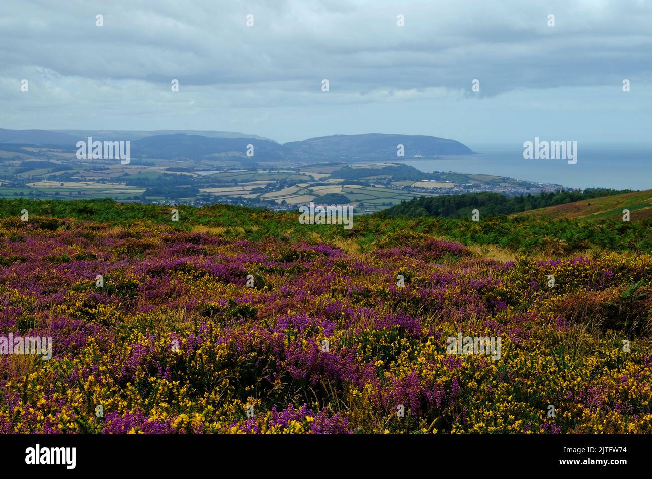 Heathland en pleine floraison dans les collines de Quantock, en regardant vers le nord-ouest en direction de Watchet. Banque D'Images