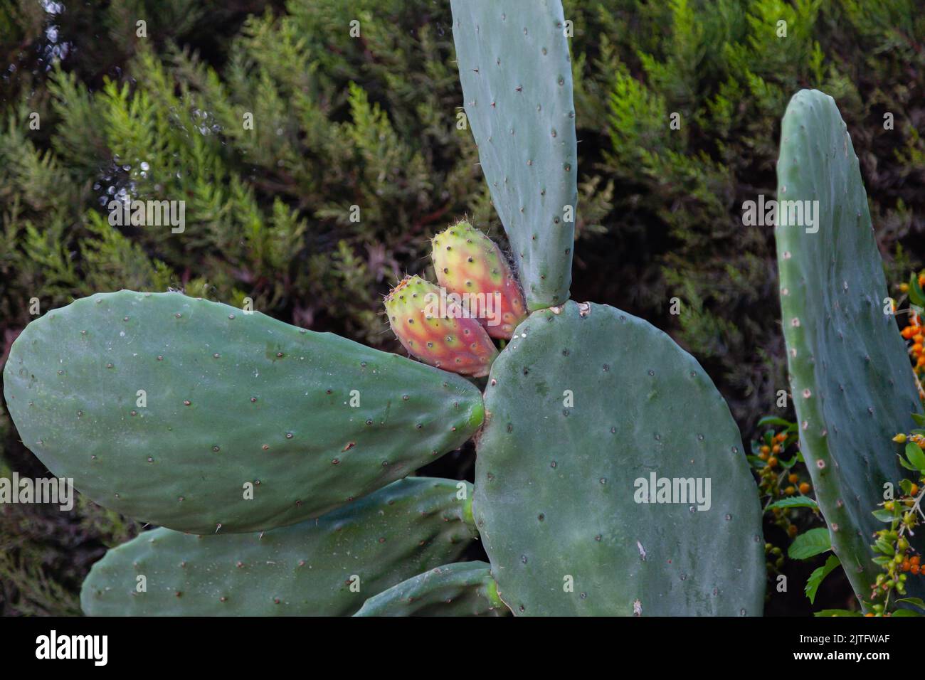 Poire piqueuse fig. Fruits de cactus sur la feuille de cactus Banque D'Images
