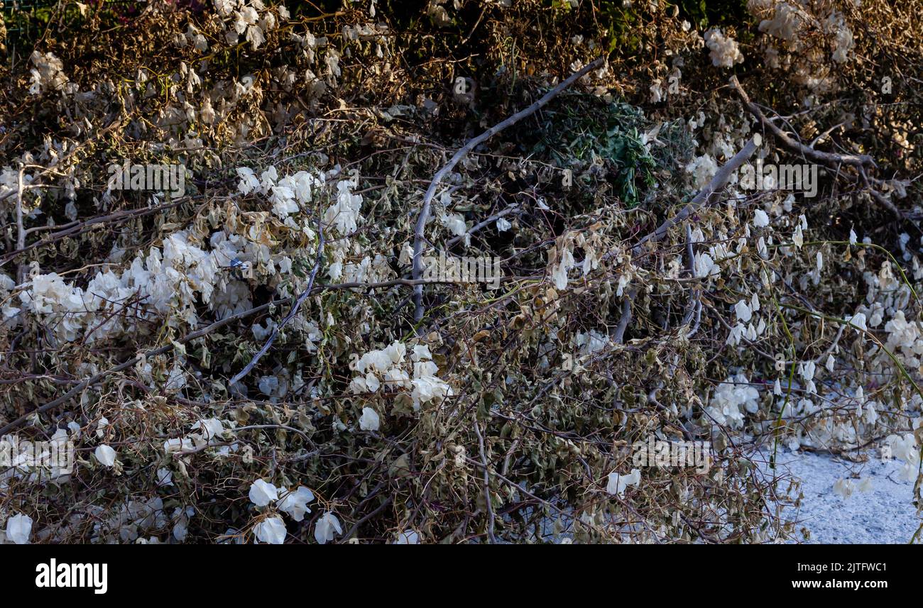 Taillé pile taillé bougainvillaea blanc à fleurs branches dans le jardin. Arrière-plan des branches séchées. Banque D'Images