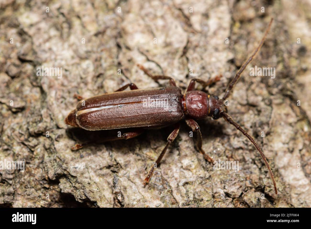 Un coléoptère long de la corne sombre, Arhopalus rusticus, Banque D'Images