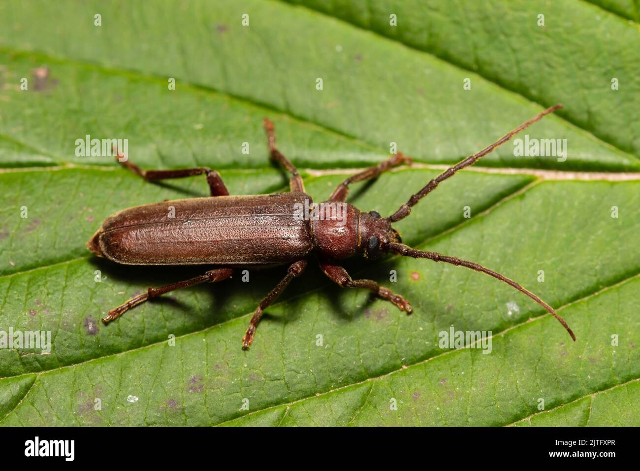Un coléoptère sombre de la corne longue, Arhopalus rusticus, reposant sur une feuille. Banque D'Images