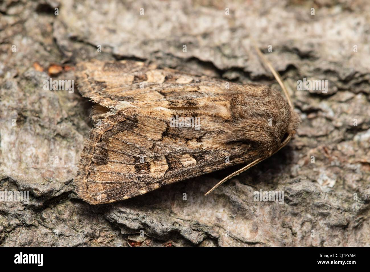 Un papillon rustique, Luperina testacea, perché sur l'écorce d'un arbre. Banque D'Images