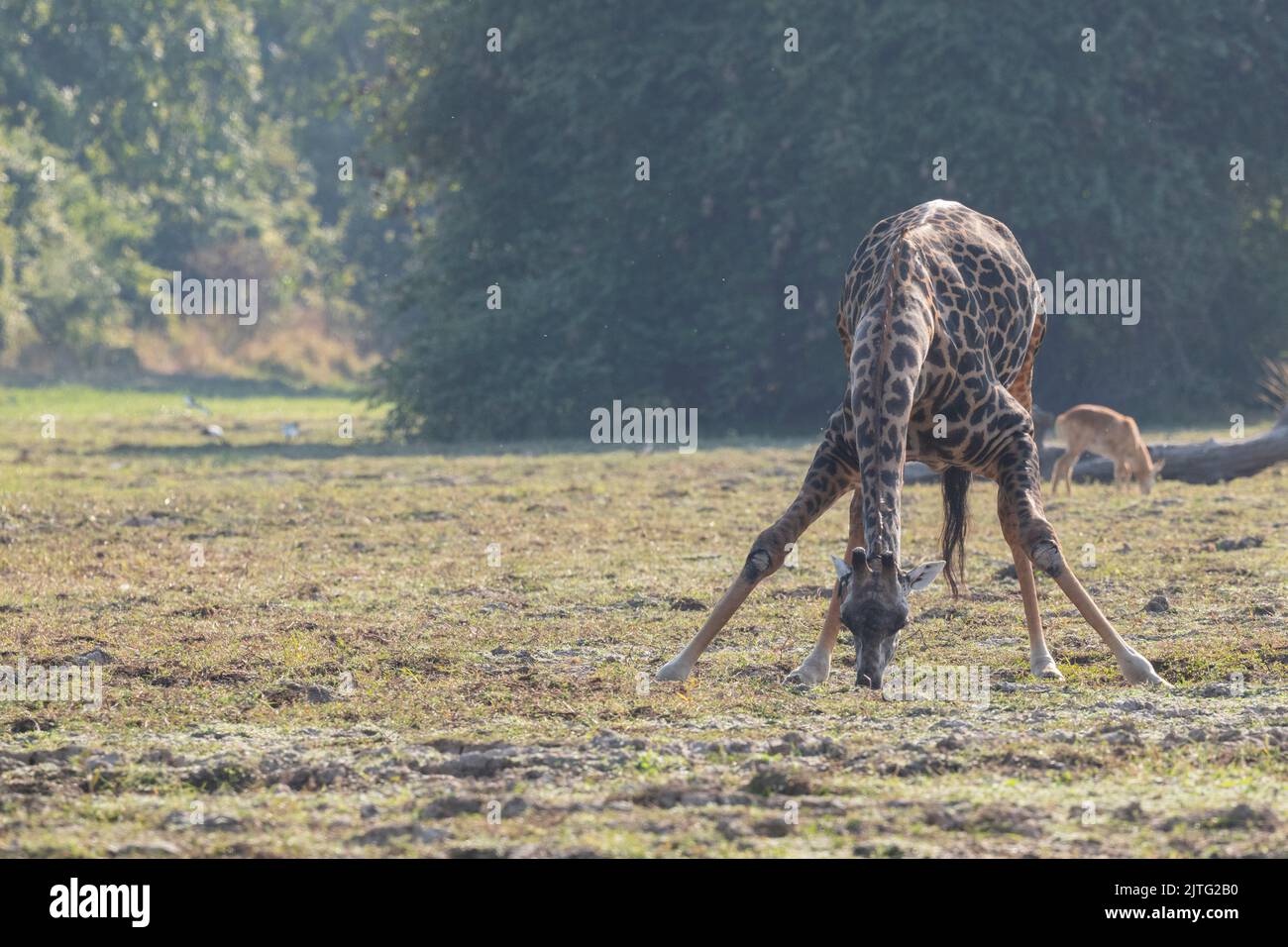 Zambie, Parc national de Luangwa Sud. La girafe de Thornicroft potable (SAUVAGE : Giraffa camelopardalis thornicrofti) endémique à Luangwa. Espèces en voie de disparition Banque D'Images