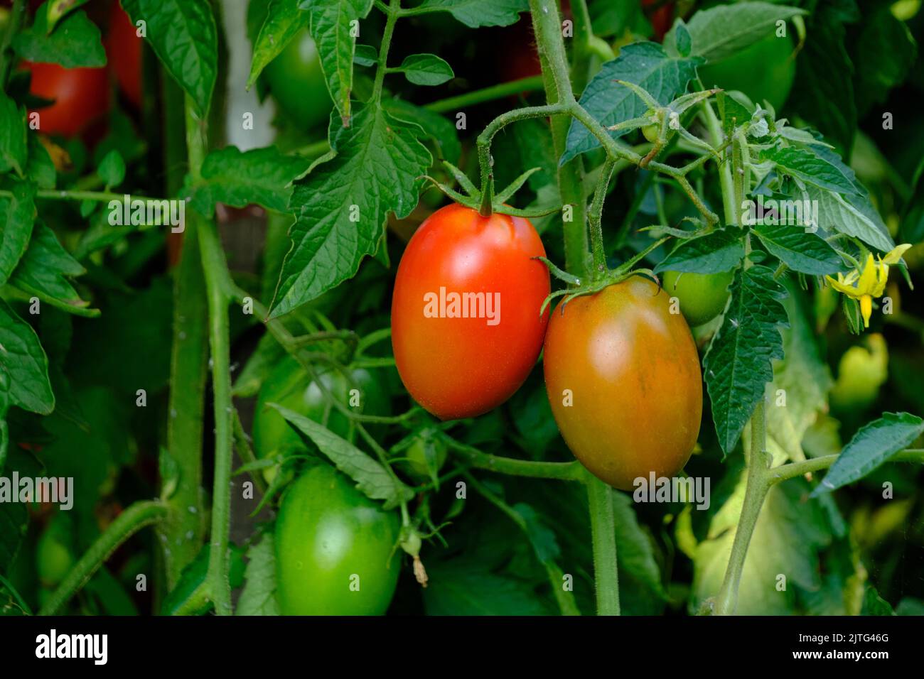 Tomates mûres rouges dans le jardin sur le Bush Banque D'Images