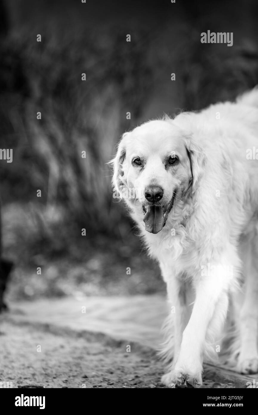 Chien Tatra Banque D'Images