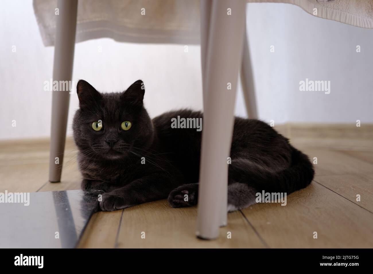 La tête de chat à air court britannique se ferme avec les yeux verts sous la chaise. Banque D'Images