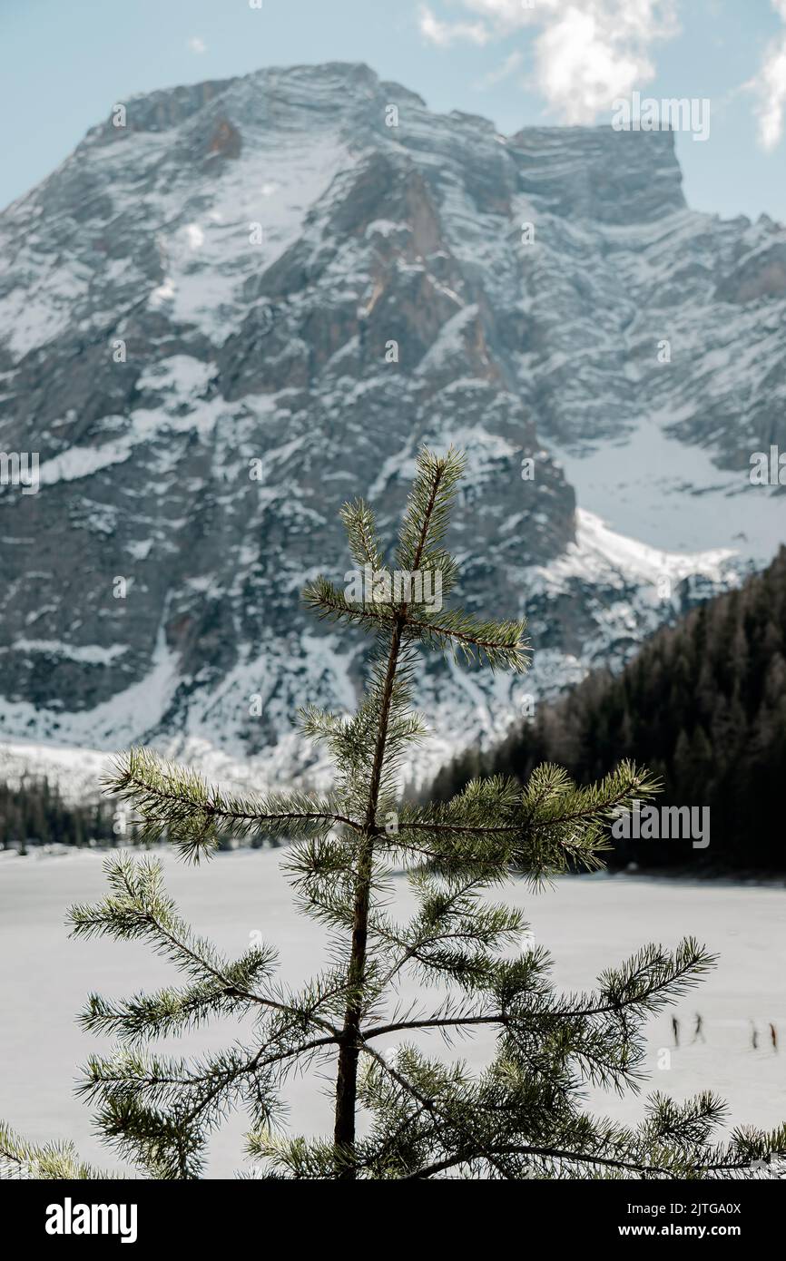 concentrez-vous sur la pointe de l'épinette avec des montagnes enneigées en arrière-plan au lac braies Banque D'Images