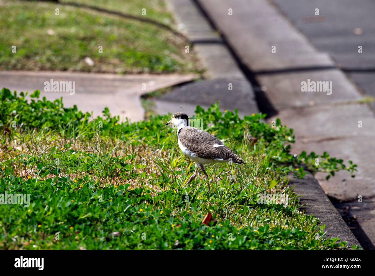 Un petit lapin australien masqué ( Vanellus Miles) à la recherche de nourriture à Sydney, Nouvelle-Galles du Sud, Australie (photo de Tara Chand Malhotra) Banque D'Images