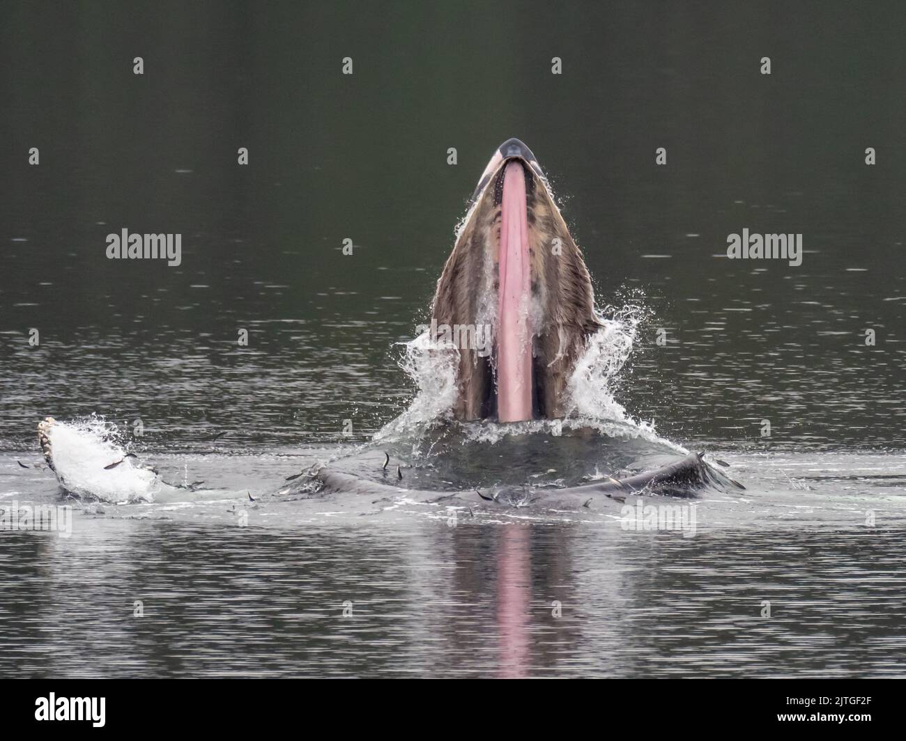 Baleine à bosse, Megaptera novaeangliae, alimentation en bubblenet dans le sud-est de l'Alaska, aux États-Unis Banque D'Images